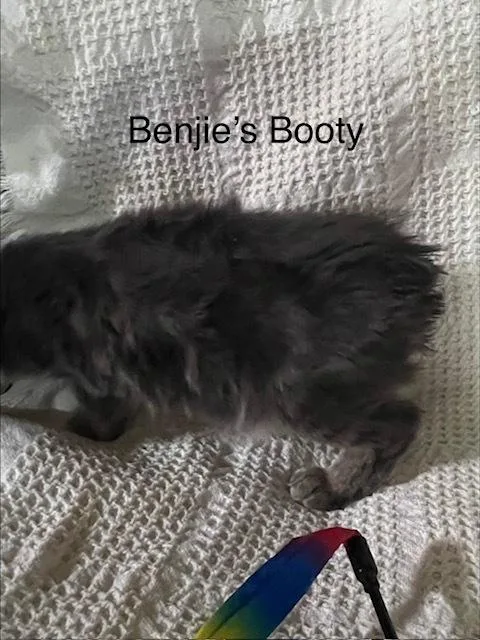 Benjie thumbnail 3