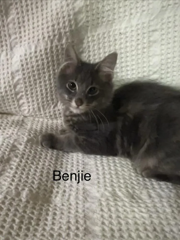 Benjie thumbnail 4