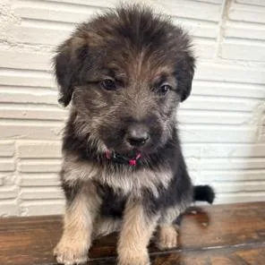 A baby small-sized female Black Standard Poodle dog named Maroon Fe for adoption in Kittanning, PA
