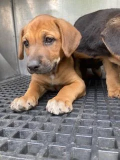 A baby medium-sized male Mixed Breed dog named Cream for adoption in Dallas, TX