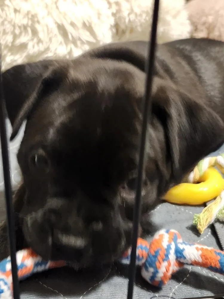A baby medium-sized female Black Mixed Breed dog named Gingergold for adoption in Clinton Township, MI