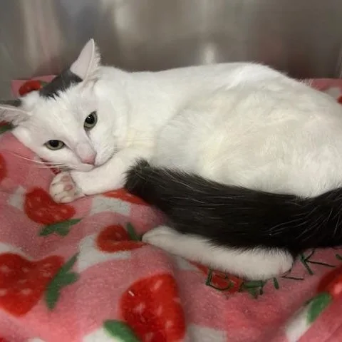 A young medium-sized male White Domestic Short Hair cat named Noodle for adoption in Stanhope, NJ