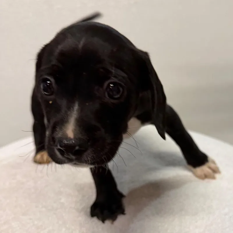 A baby medium-sized male Black Cavalier King Charles Spaniel dog named Bowie for adoption in West Chester, PA