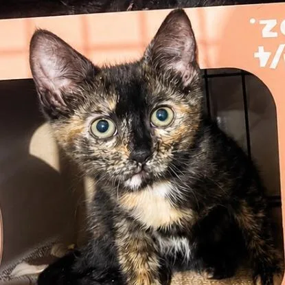 A baby small-sized female Tortoiseshell Domestic Short Hair cat named Quartz for adoption in Long Beach, CA