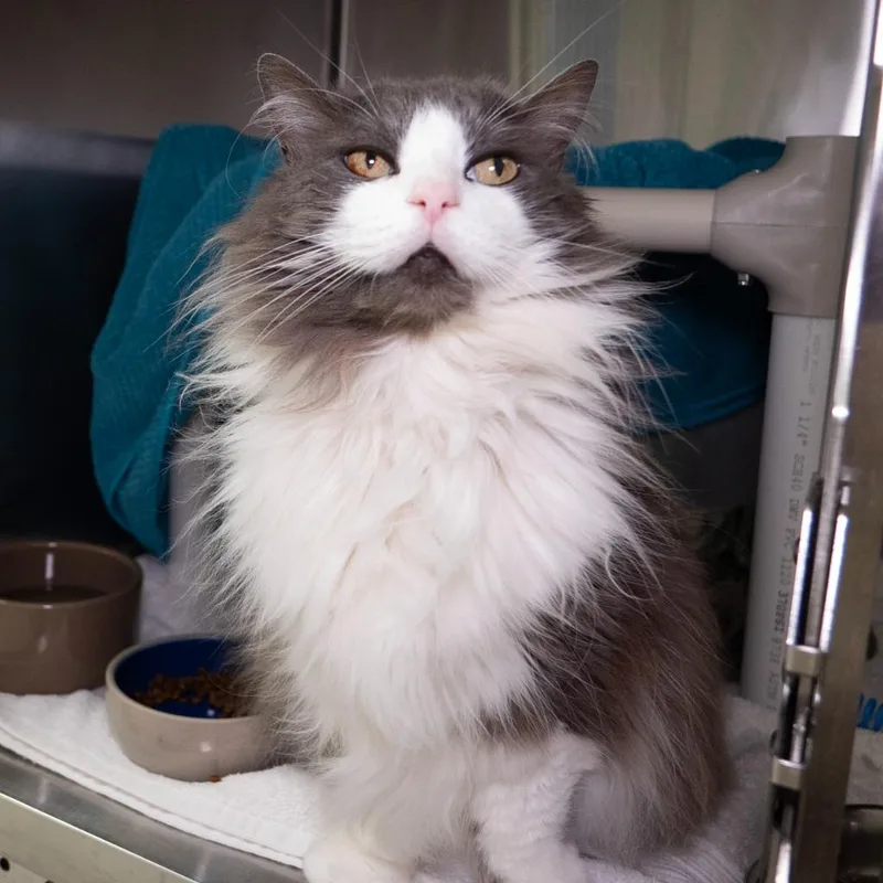 An adult medium-sized female Domestic Long Hair cat named Dovewing for adoption in Shoreline, WA