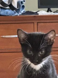 A baby medium-sized female Domestic Short Hair cat named Trixie for adoption in Wheaton, IL