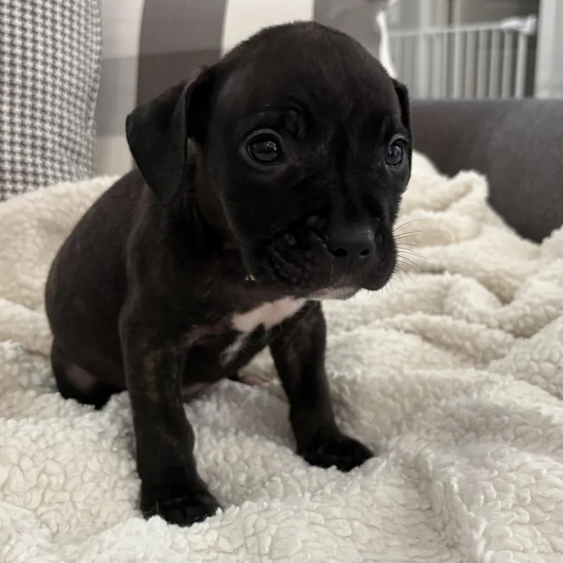 A baby small-sized male Brindle Pit Bull Terrier dog named Jesse ~ Coming Soon!!! for adoption in Chicago, IL