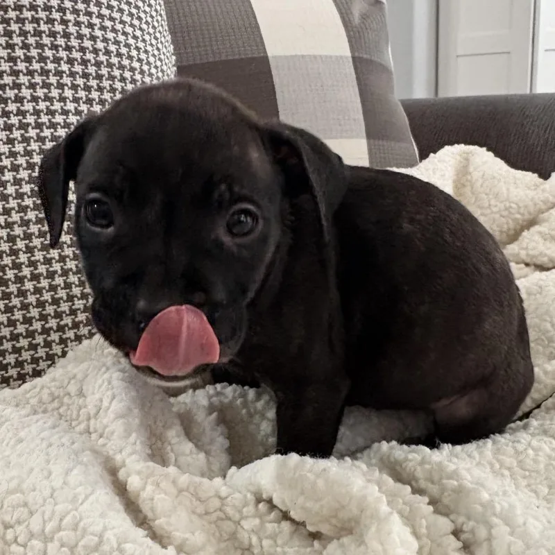 Jesse ~ Coming Soon!!! thumbnail 2