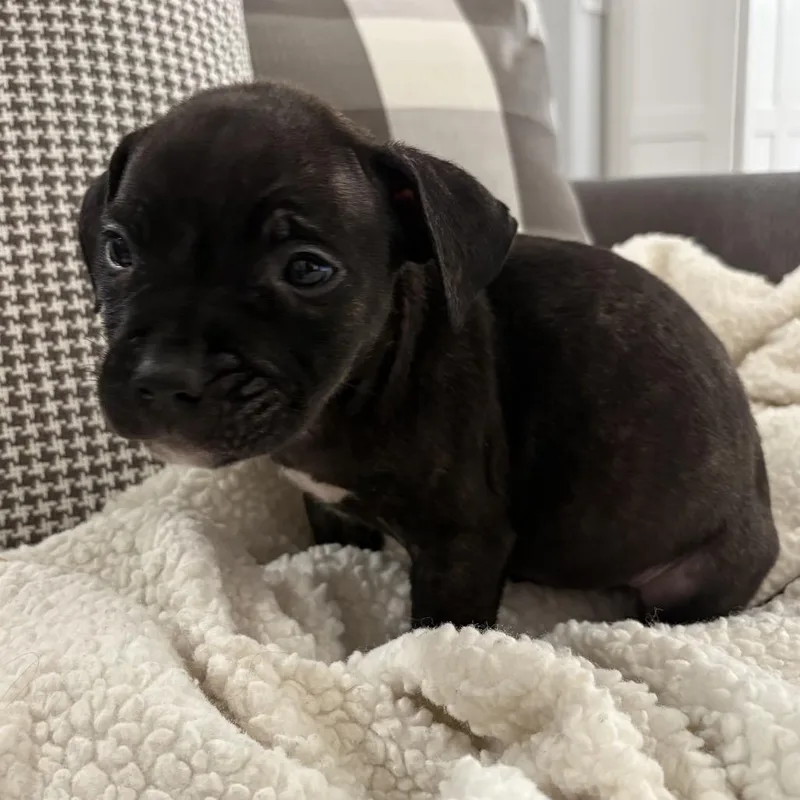 Jesse ~ Coming Soon!!! thumbnail 3