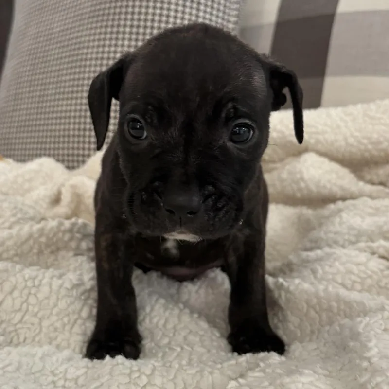 Jesse ~ Coming Soon!!! thumbnail 5