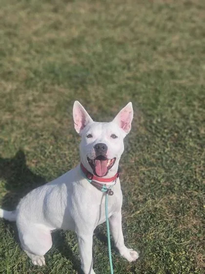 An adult small-sized female Mixed Breed dog named Baby for adoption in Mount Pleasant, IA