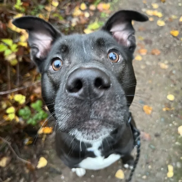 A young small-sized male Labrador Retriever dog named Roscoe for adoption in Silverdale, WA