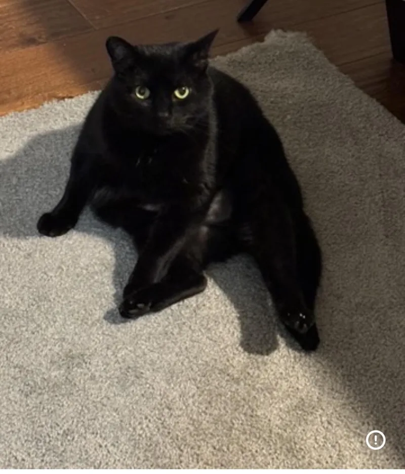 An adult medium-sized female Black Domestic Short Hair cat named Kendra for adoption in Nashville, TN