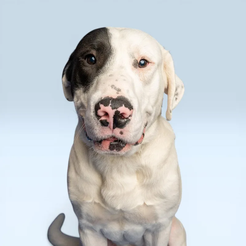 An adult large-sized male Labrador Retriever dog named Eugene for adoption in Richardson, TX