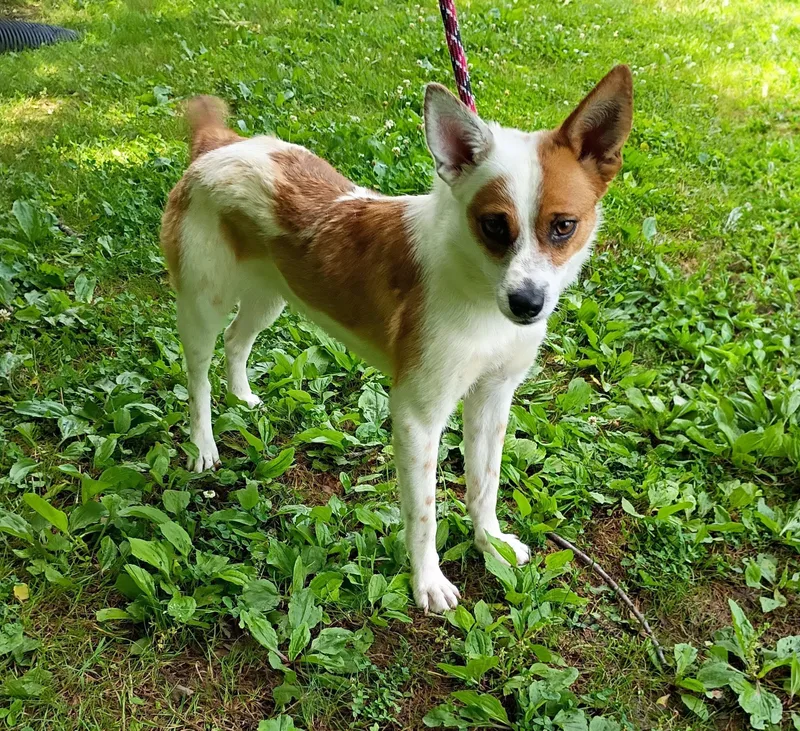 A young small-sized male Tricolor (Brown, Black, & White) Terrier dog named Peanut for adoption in Maynardville, TN