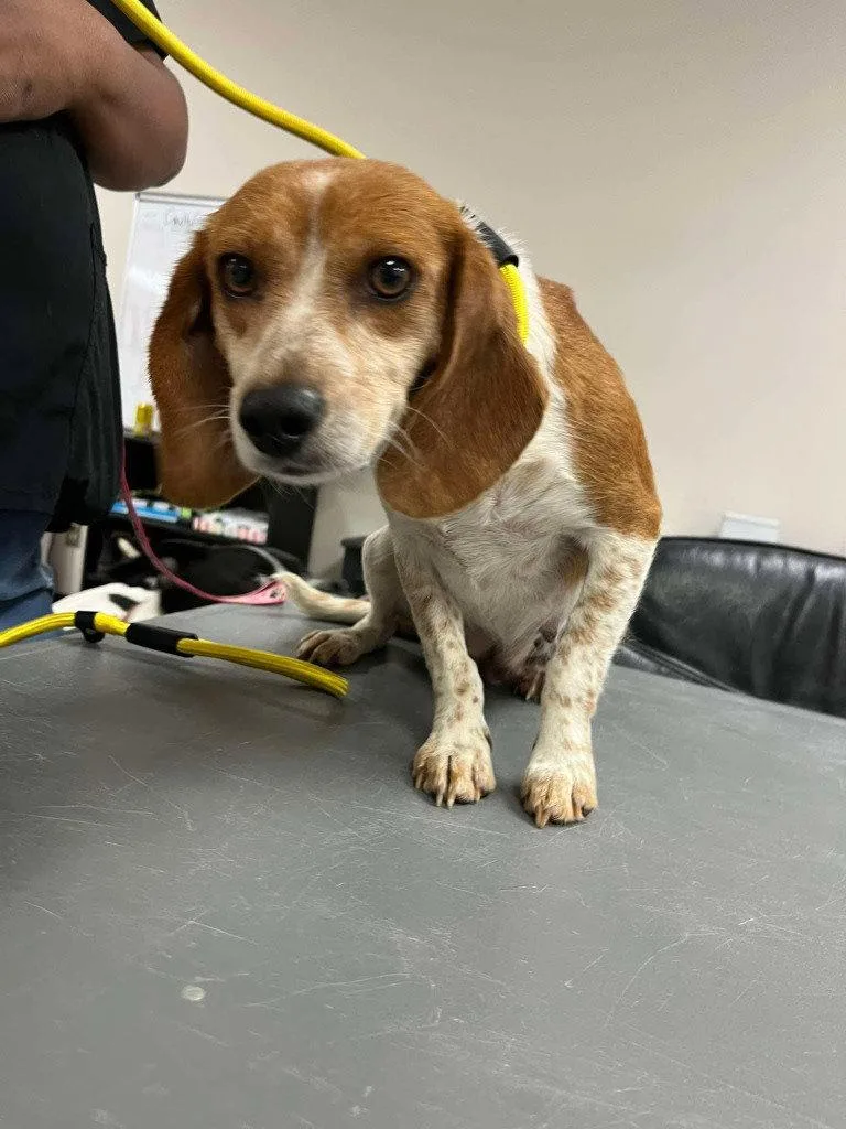 An adult small-sized female Beagle dog named Penny for adoption in Bloomfield, CT