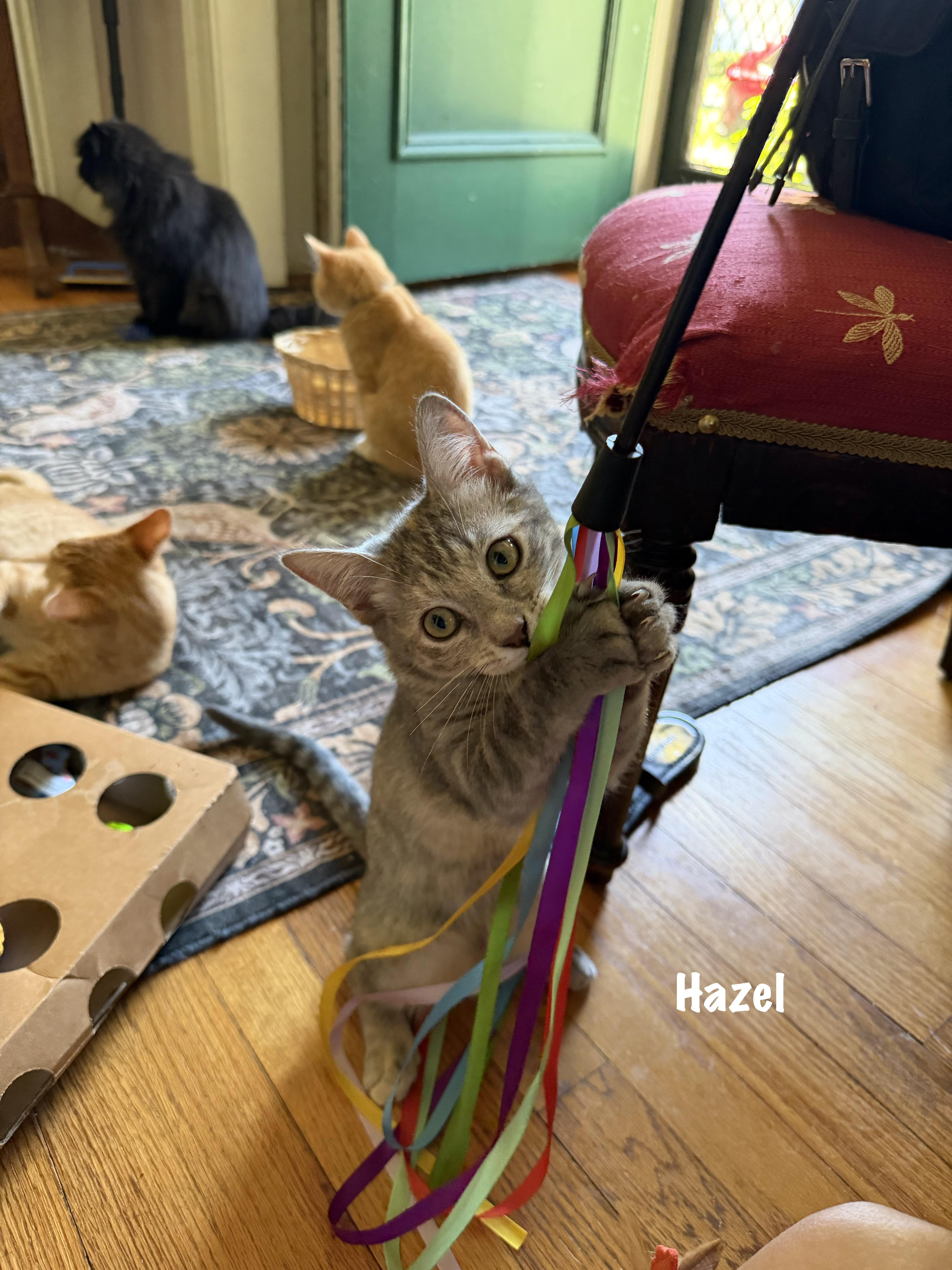 A baby small-sized female Tabby (Gray / Blue / Silver) Domestic Short Hair cat named Hazel for adoption in East Hartford , CT