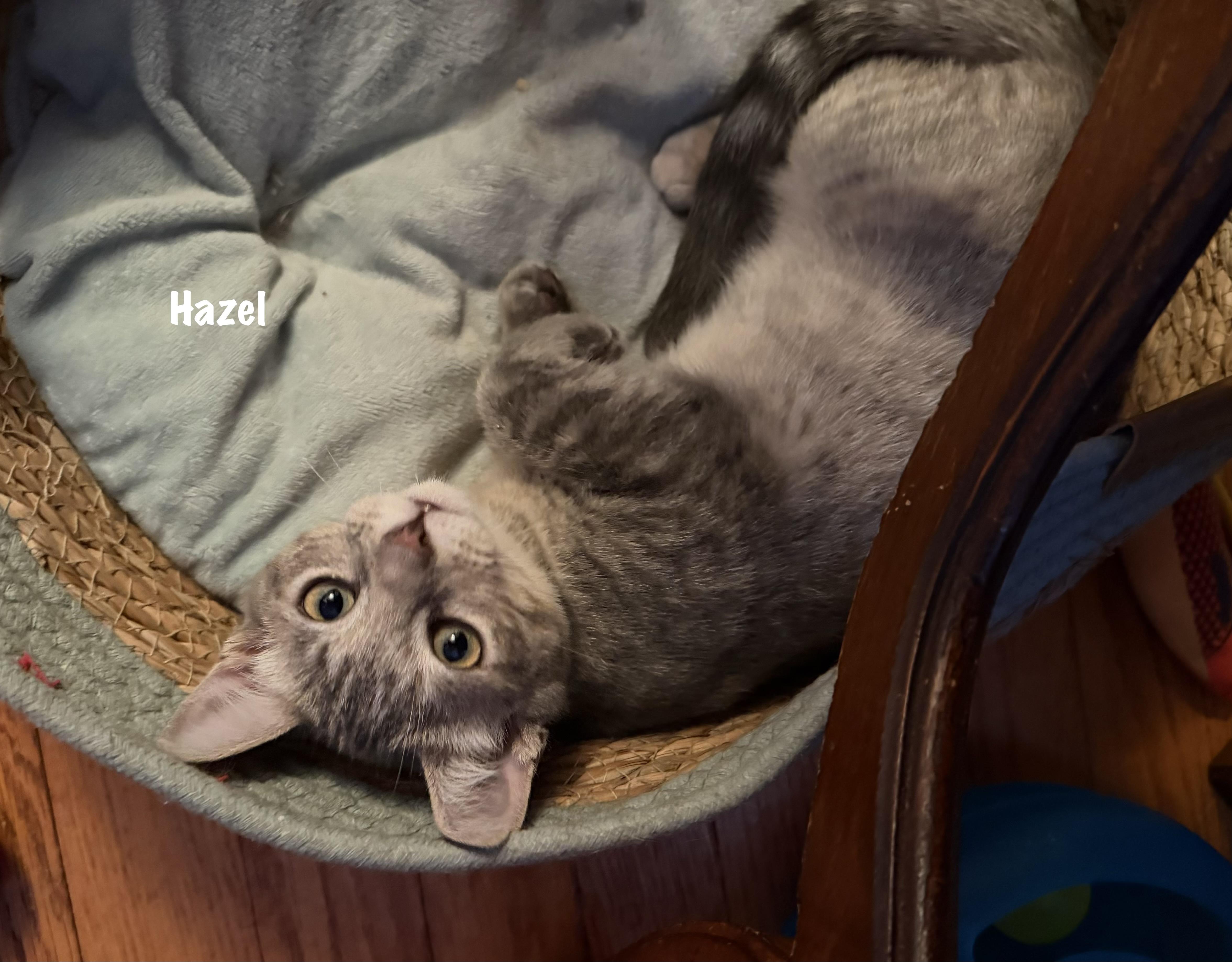 Hazel thumbnail 2