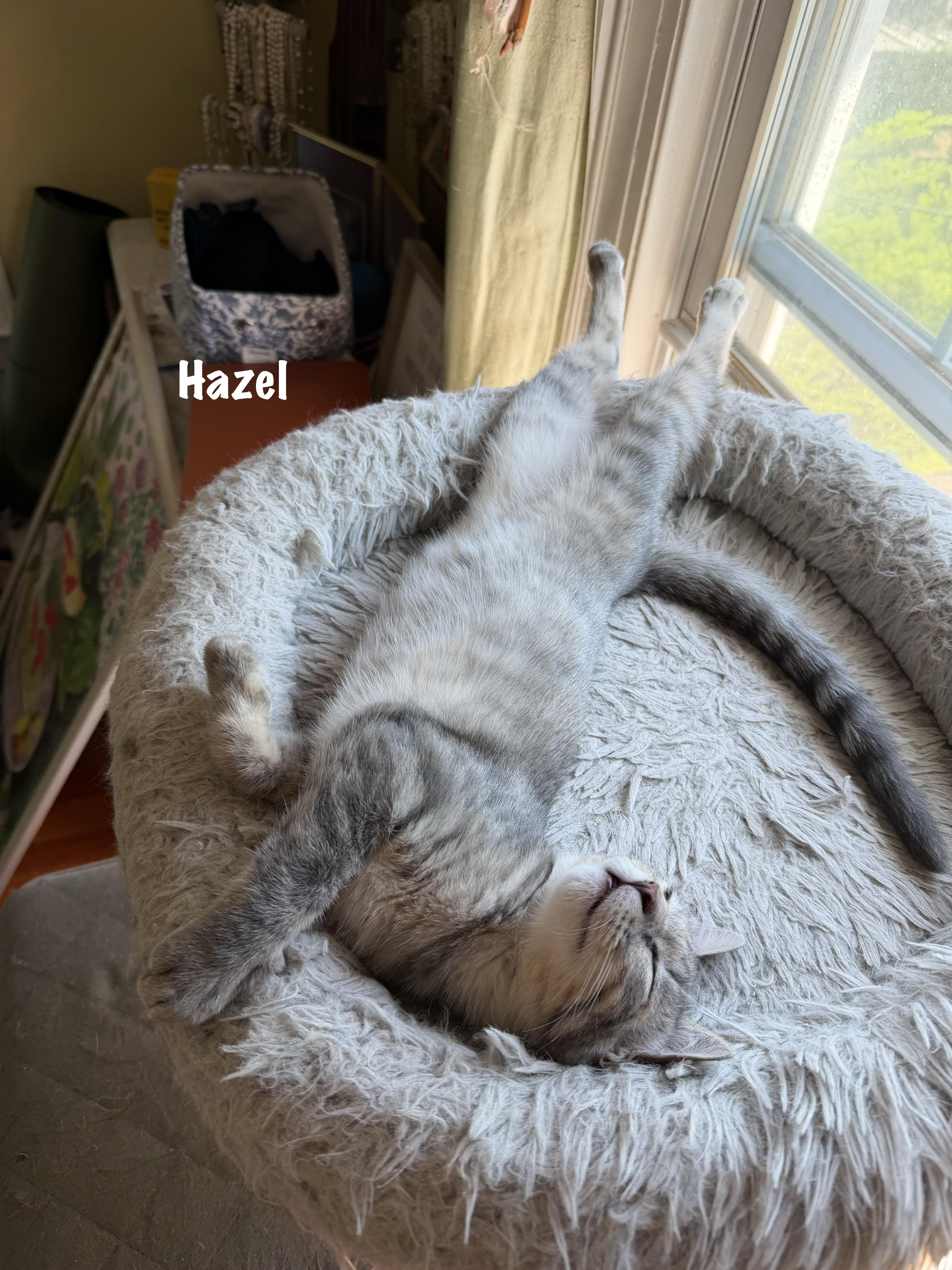 Hazel thumbnail 3