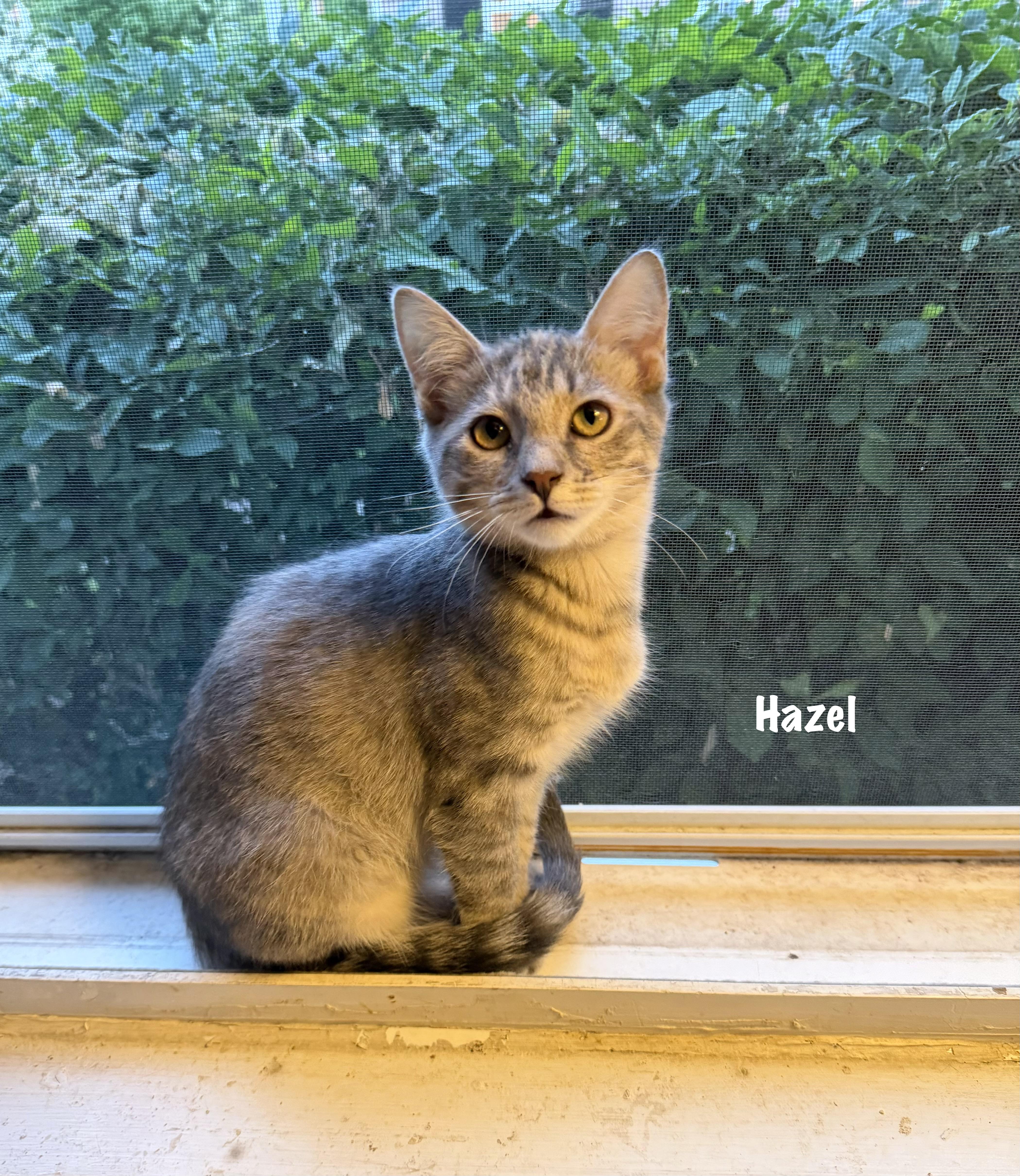 Hazel thumbnail 4