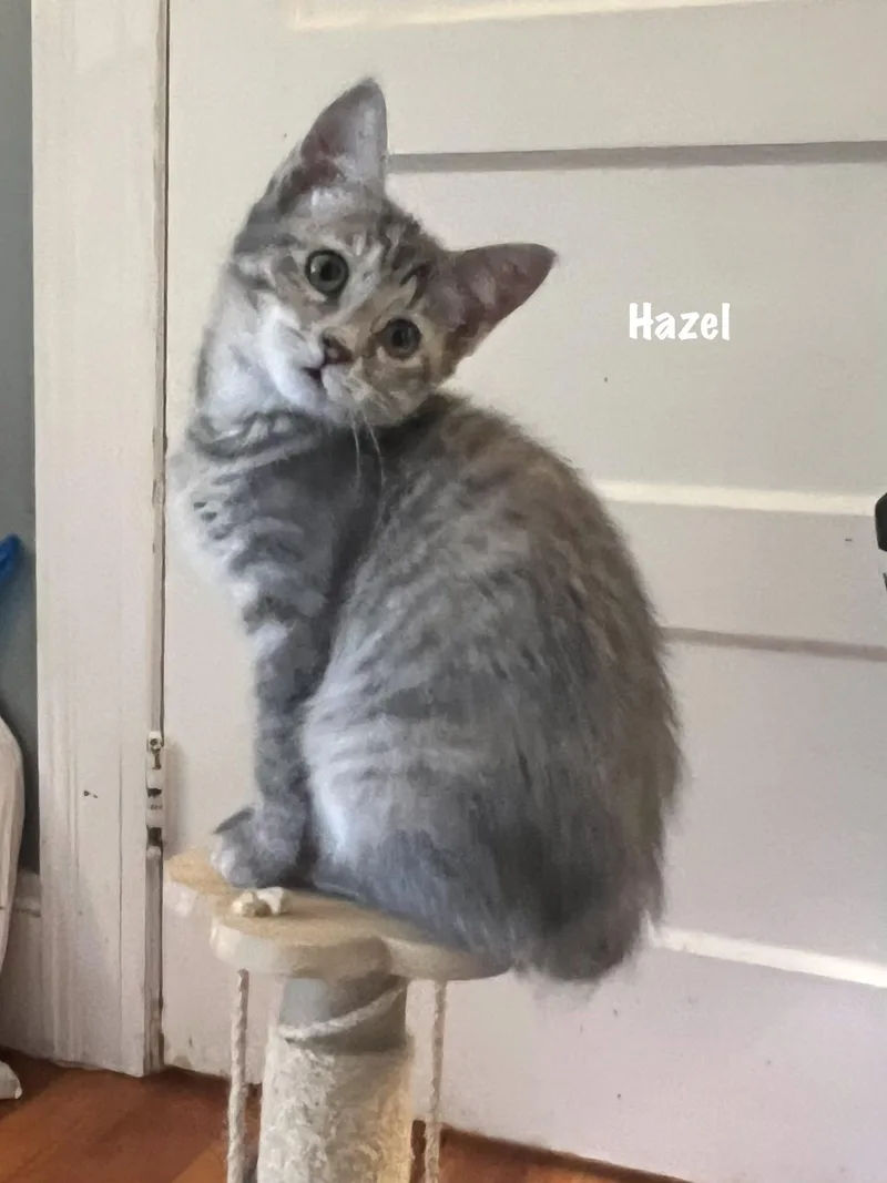Hazel thumbnail 5