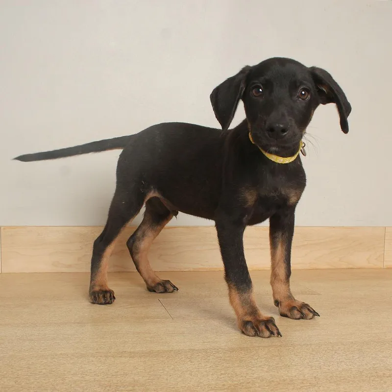 A baby large-sized male Black German Shepherd Dog named Logan D for adoption in Minnetonka, MN