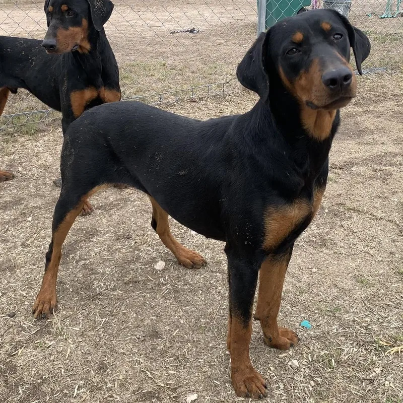 An adult medium-sized female Doberman Pinscher dog named Pauline for adoption in Edinburg, TX