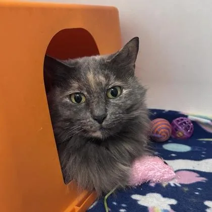 A young small-sized female Domestic Short Hair cat named Daisey for adoption in Janesville, WI