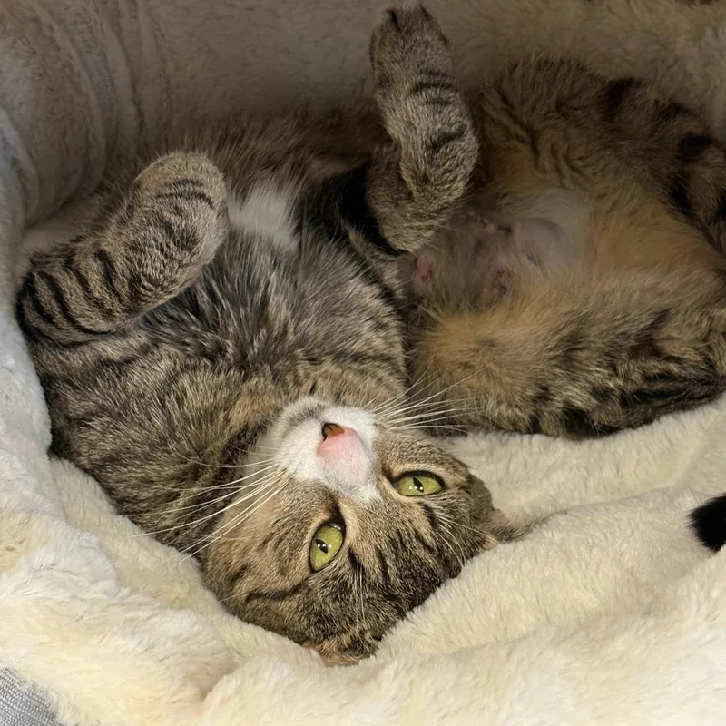 A young medium-sized female Brown / Chocolate Domestic Short Hair cat named Prue for adoption in East Hanover, NJ