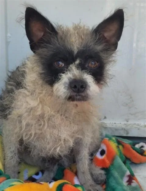 A young small-sized male Mixed Breed dog named Jimmy for adoption in San Pedro, CA