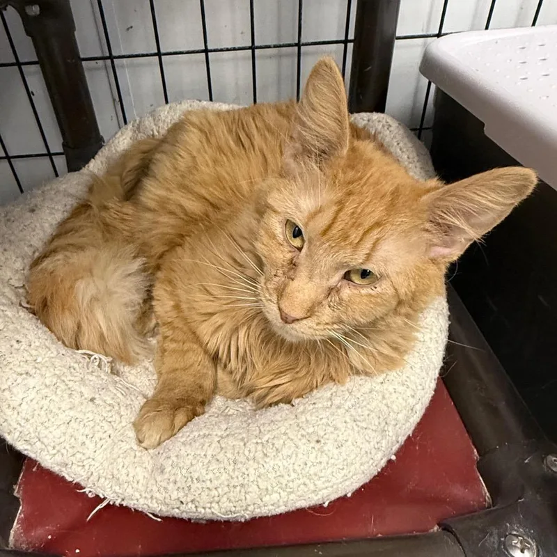 A young medium-sized female Orange / Red Domestic Long Hair cat named Daisy for adoption in Carroll, IA