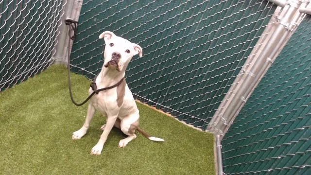 A young medium-sized female Pit Bull Terrier dog named Genevieve for adoption in Downey, CA
