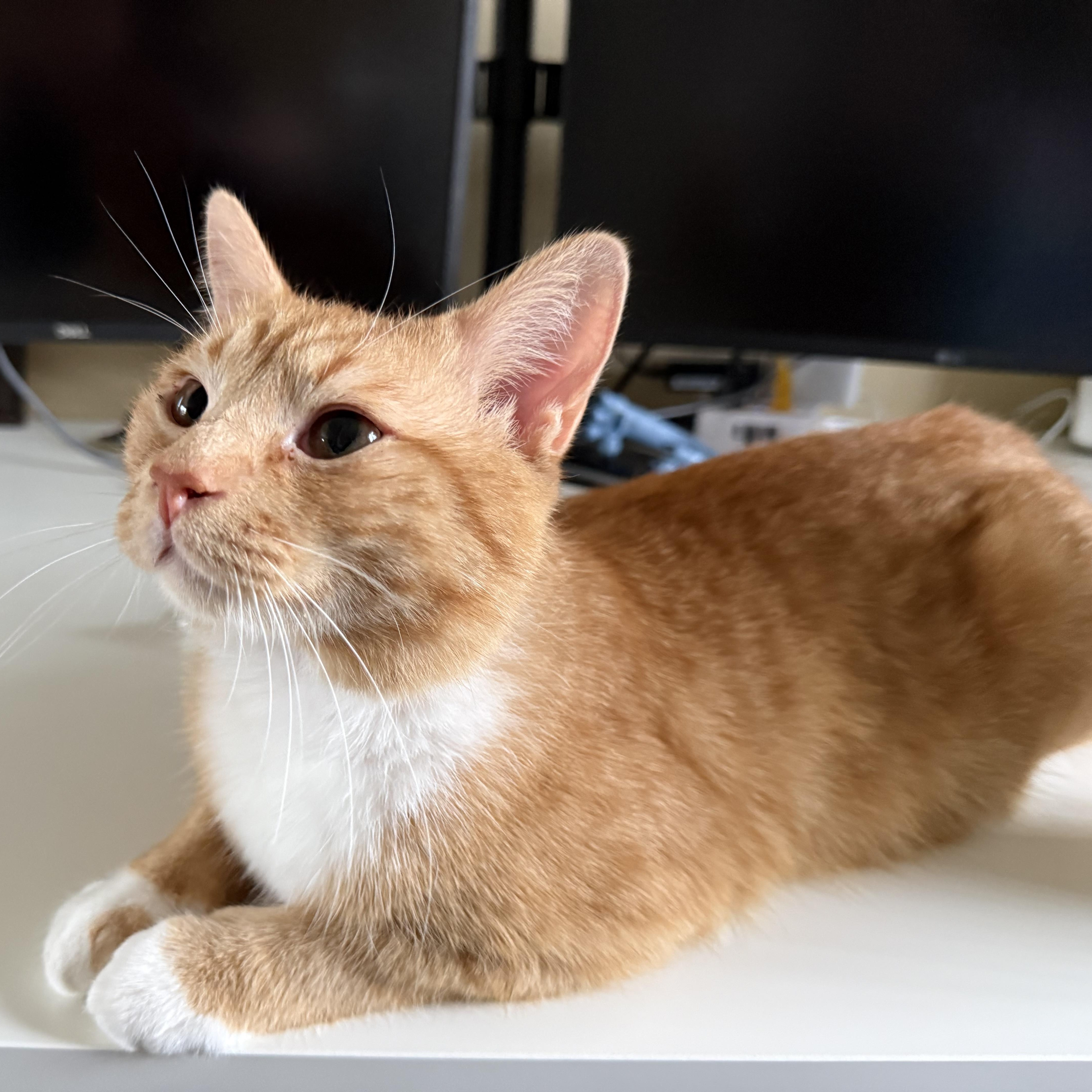 An adult medium-sized male Orange & White Domestic Short Hair cat named Gideon for adoption in Royal Oak, MI