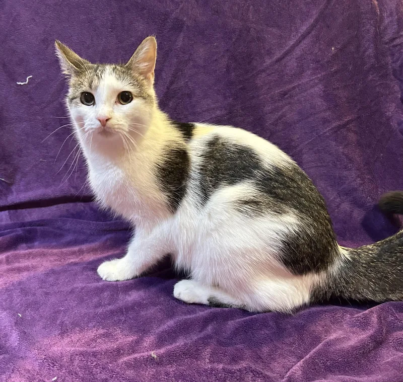 An adult medium-sized female White Domestic Short Hair cat named Storm Front for adoption in La Salle, IL
