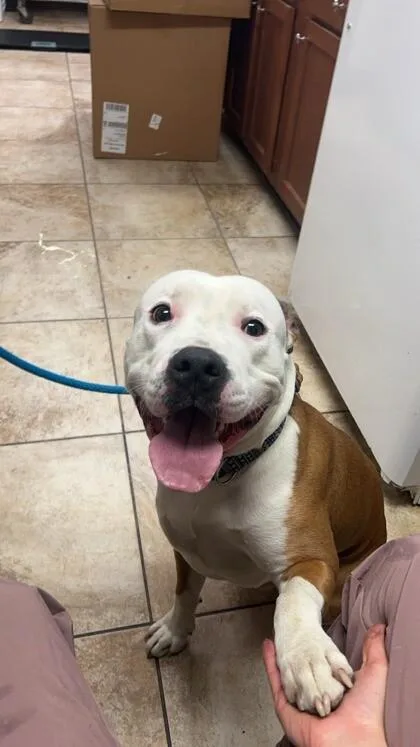 An adult large-sized male White / Cream Mixed Breed dog named Bishop for adoption in Cincinnati, OH