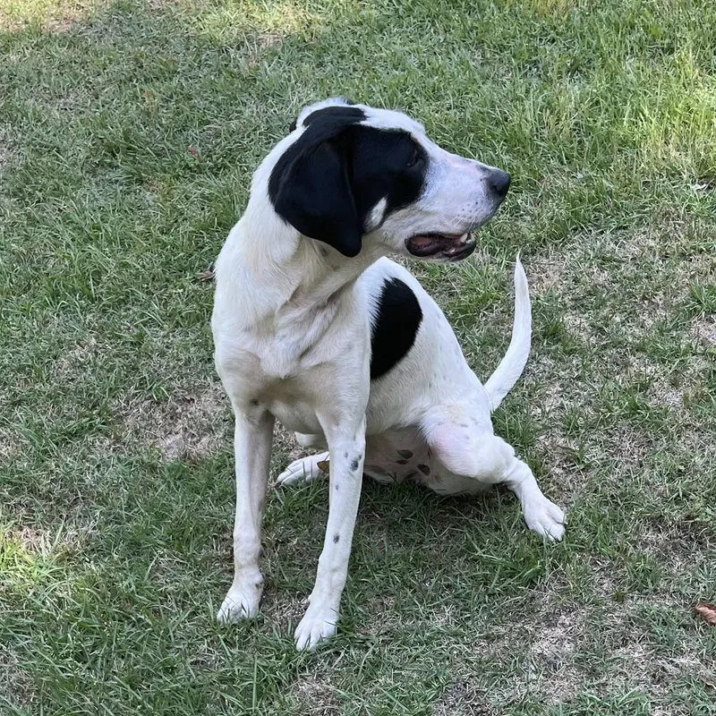 An adult large-sized female Black Hound dog named Sadie for adoption in Columbia, SC