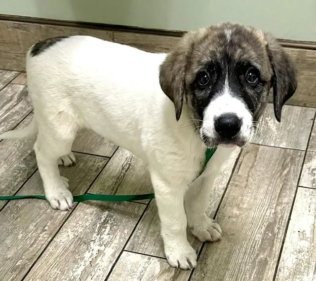 A baby large-sized female Anatolian Shepherd dog named Beatrice for adoption in Andover, MA