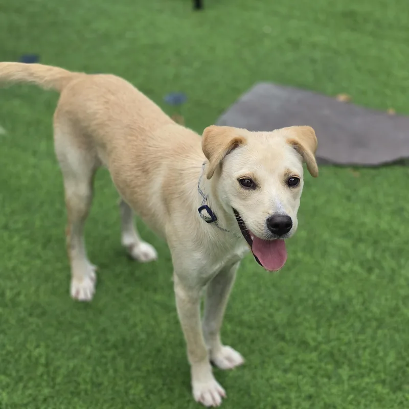 A baby medium-sized female White / Cream Labrador Retriever dog named Watermelon for adoption in Blairstown, NJ