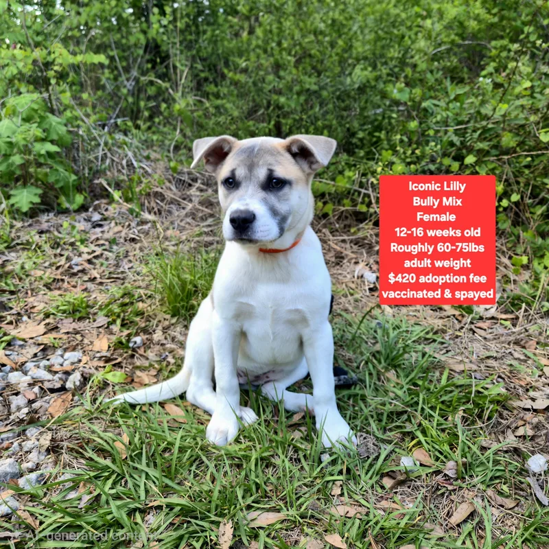A baby large-sized female American Bully dog named Iconic Lilly for adoption in Oviedo, FL