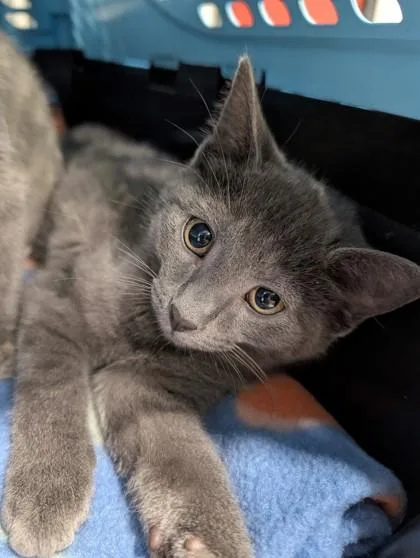 A baby small-sized male Domestic Short Hair cat named Bentley for adoption in West Chester, PA