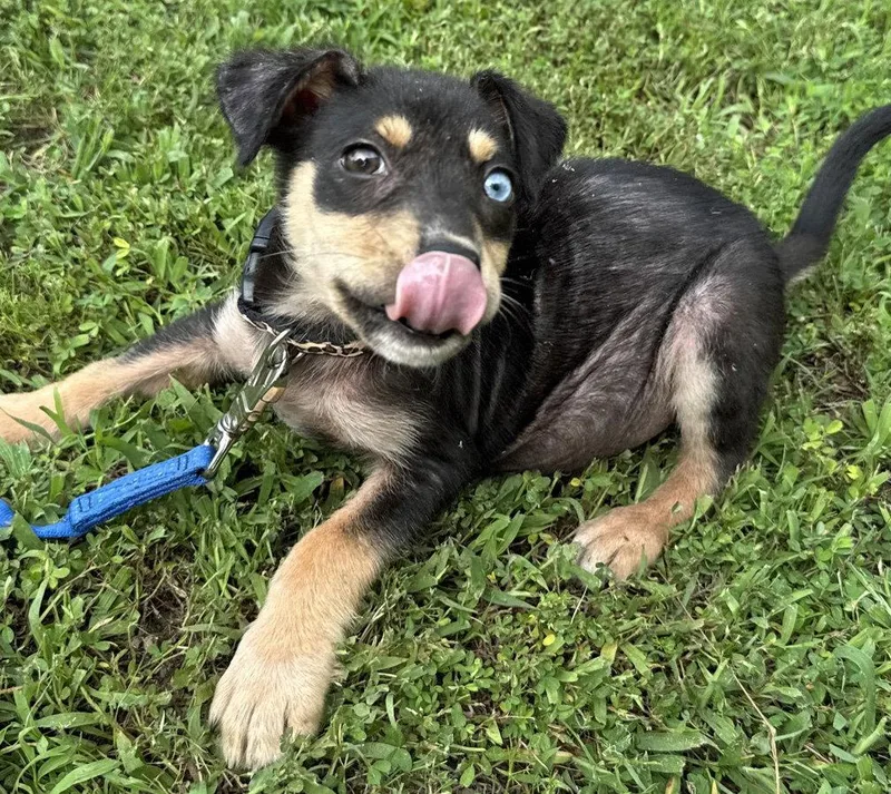 A baby medium-sized female German Pinscher dog named Zara Hope for adoption in Alpharetta, GA