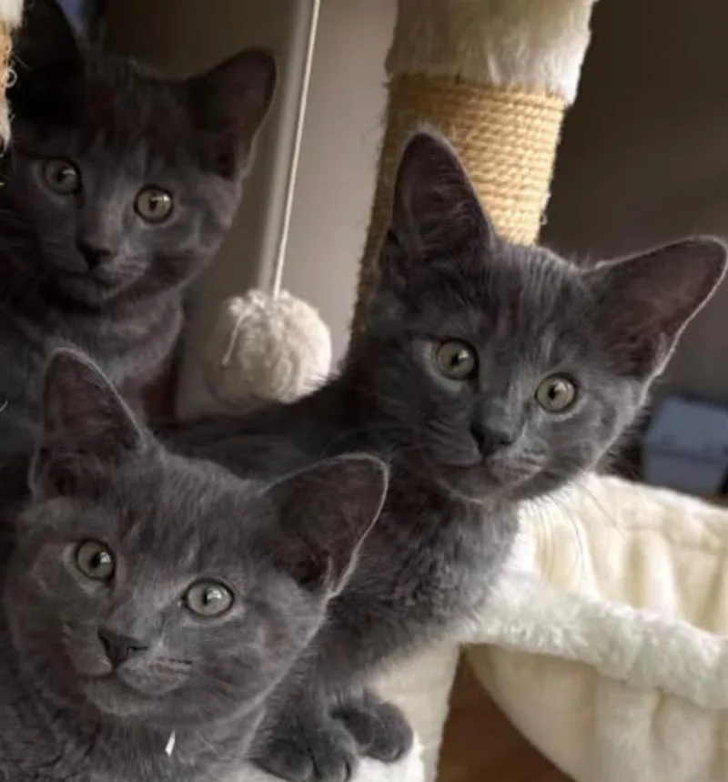 A baby small-sized male Domestic Short Hair cat named Wiggles for adoption in Topsham, ME