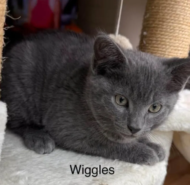 Wiggles thumbnail 2