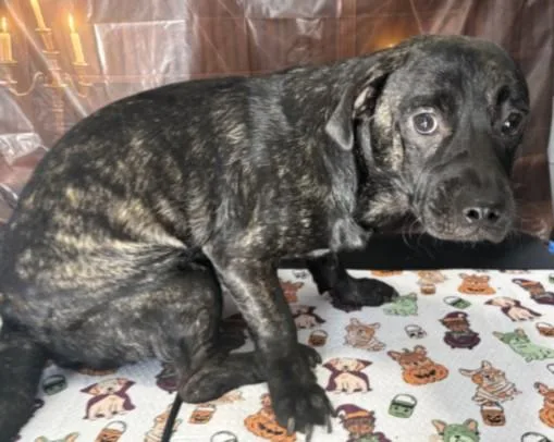 A young small-sized male Pug dog named Dre for adoption in Chatsworth, CA