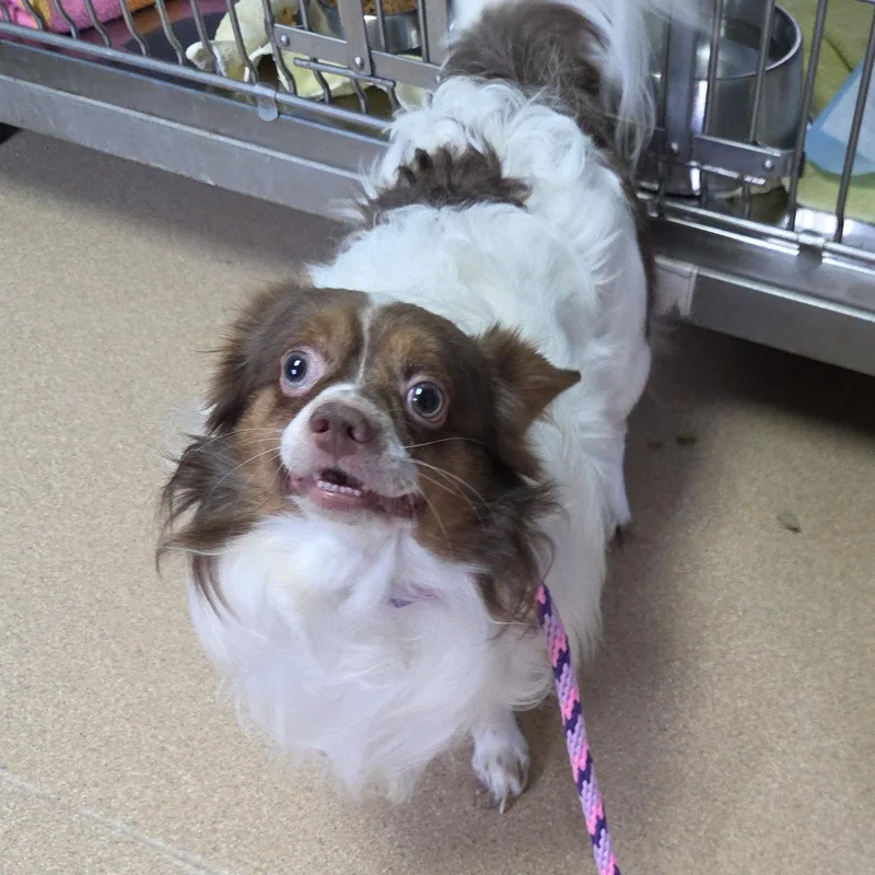 An adult small-sized male Tricolor (Brown, Black, & White) Chihuahua dog named Dr. Cowtiki for adoption in Brookings, SD