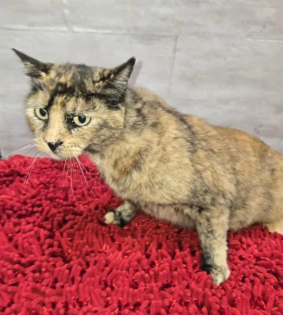 A young medium-sized female Domestic Short Hair cat named Clover for adoption in Modesto, CA
