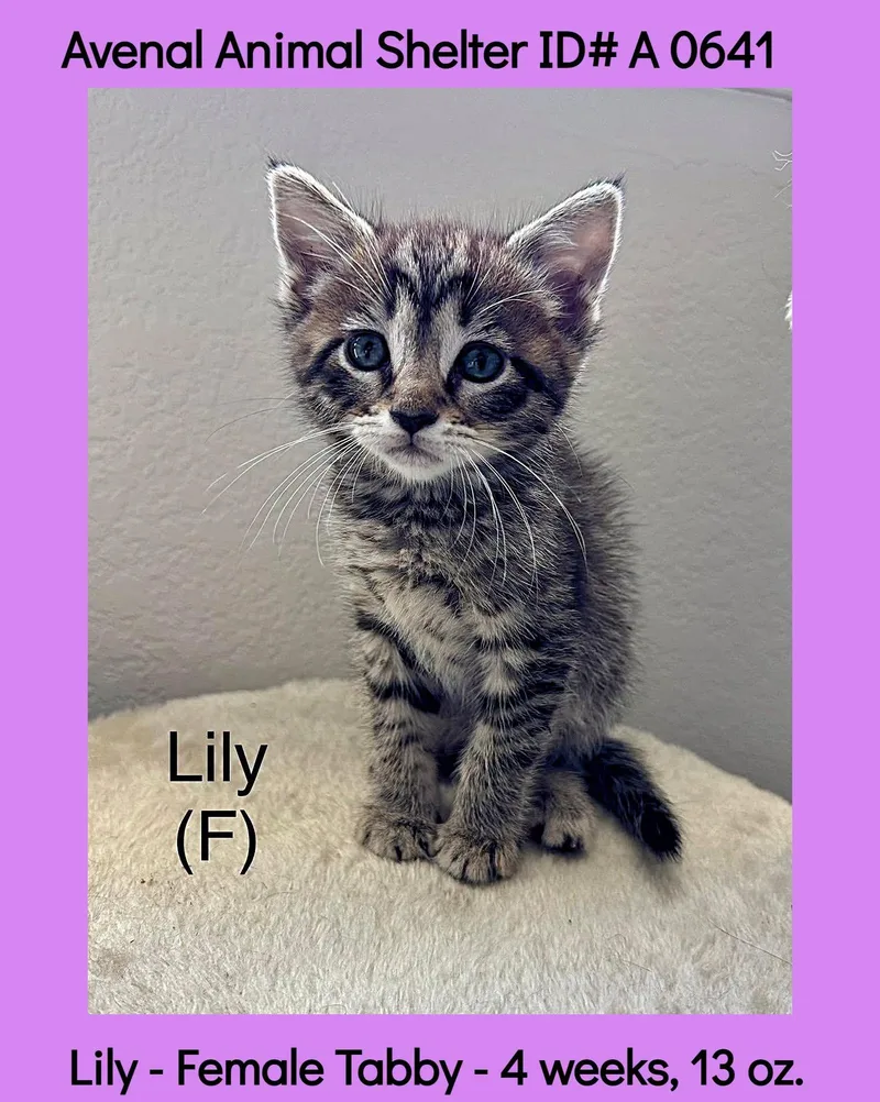 A baby medium-sized female Tabby (Brown / Chocolate) Domestic Short Hair cat named Lily for adoption in Avenal, CA