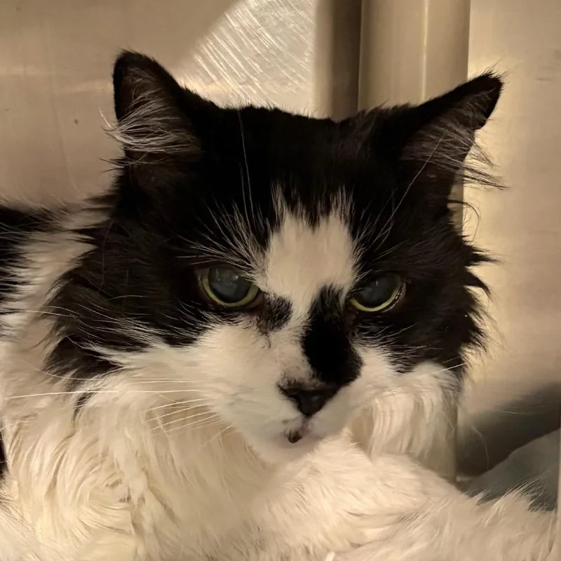 A senior medium-sized female White Domestic Long Hair cat named Mandy for adoption in Kennebunk, ME