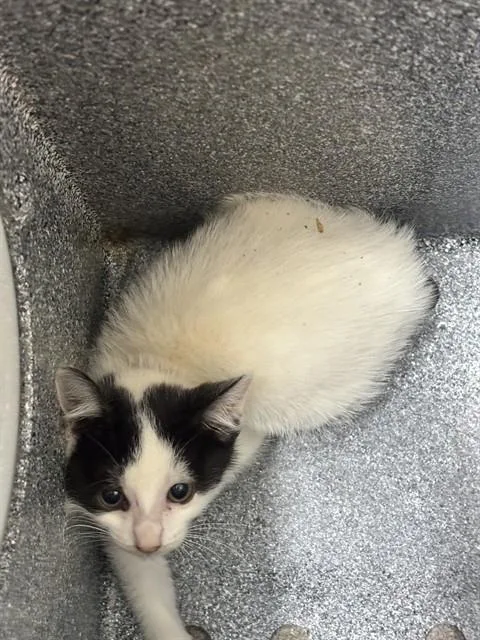 A baby small-sized female Domestic Short Hair cat named Meadow for adoption in Upper Marlboro, MD