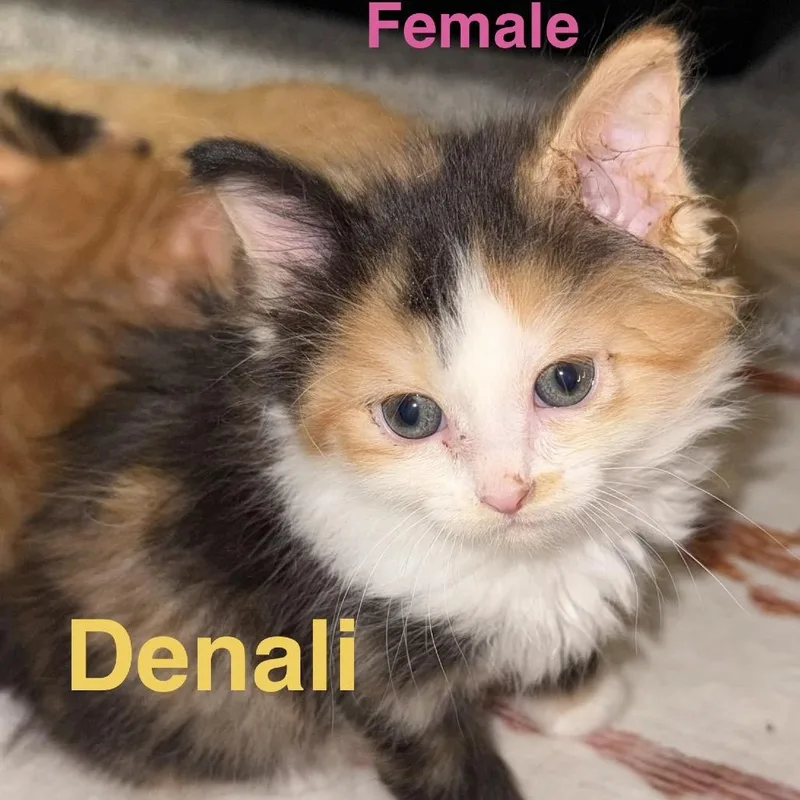 A baby small-sized female Calico Domestic Medium Hair cat named Denali for adoption in Wichita, KS